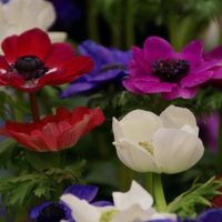 Anemone coronaria De Caen Group Photo: Nijssen